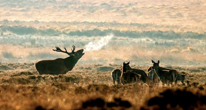 So wirst du zum Platzhirsch – Teil 3: Wie du dich gegen deine Mitbewerber durchsetzt